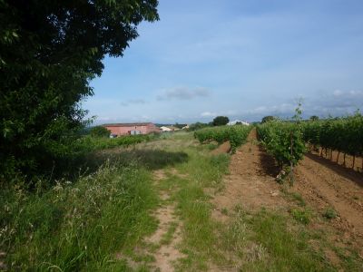 Vue chemin vignes