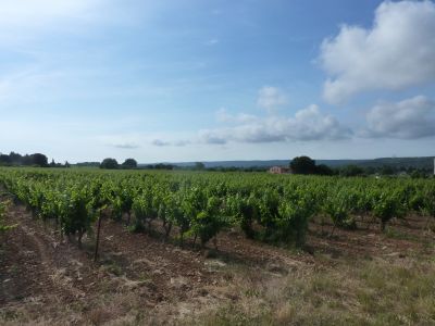 Vue vignes