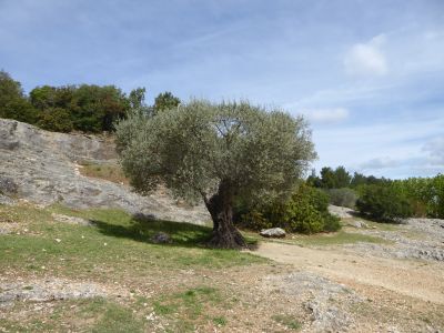 Vue Pont Gard 5