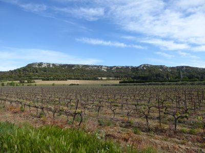Vue vignobles
