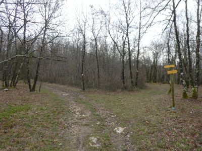 Bergan