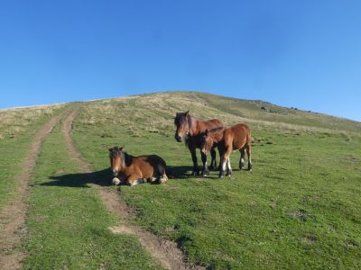 Vue chevaux Oilarandoi