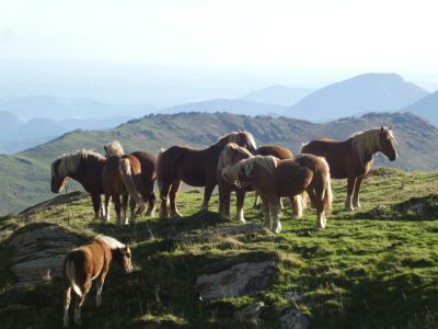 Vue chevaux Harlüthoko