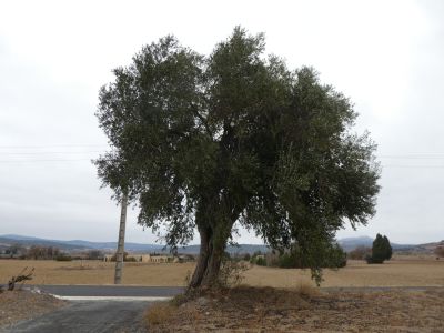 Vue olivier grande taille