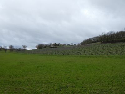 Vue vignes 2