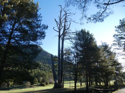 Vue Branques I