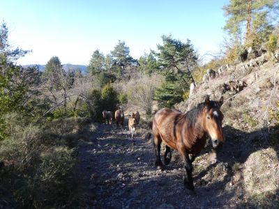 Vue chevaux Torre