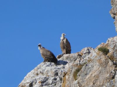 Vue vautours