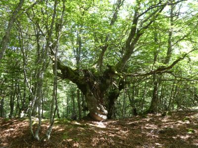 Vue arbre remarquable