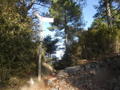 Coll Pallers