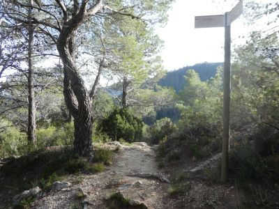 Croisement Coves Roges